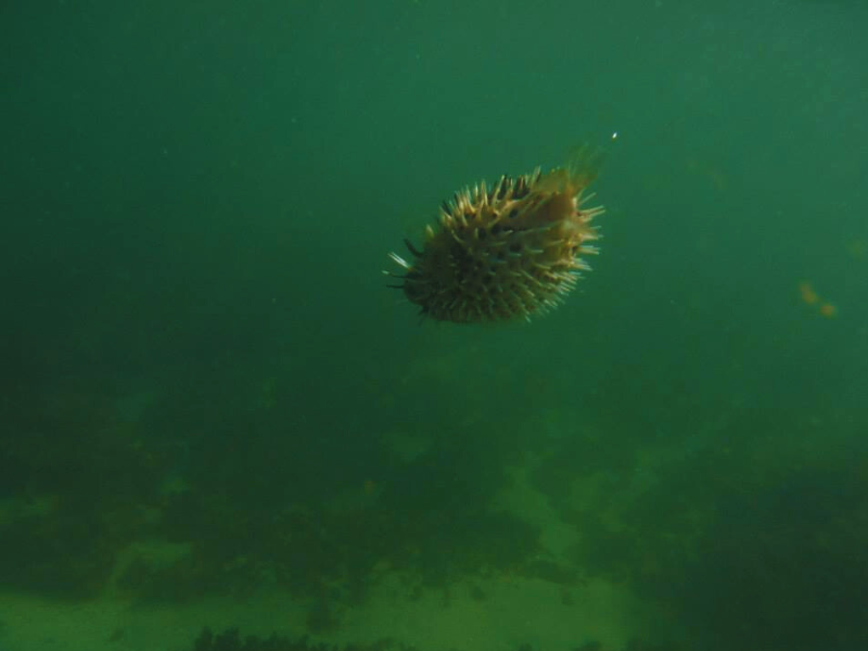 Kayak – Snorkel Capitan Island in playa tamarindo