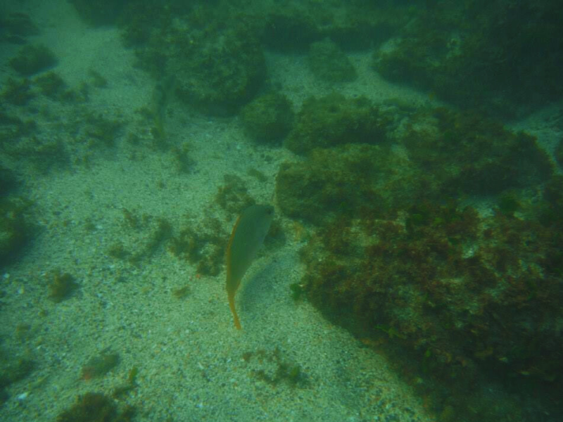 Kayak – Snorkel Capitan Island in playa tamarindo