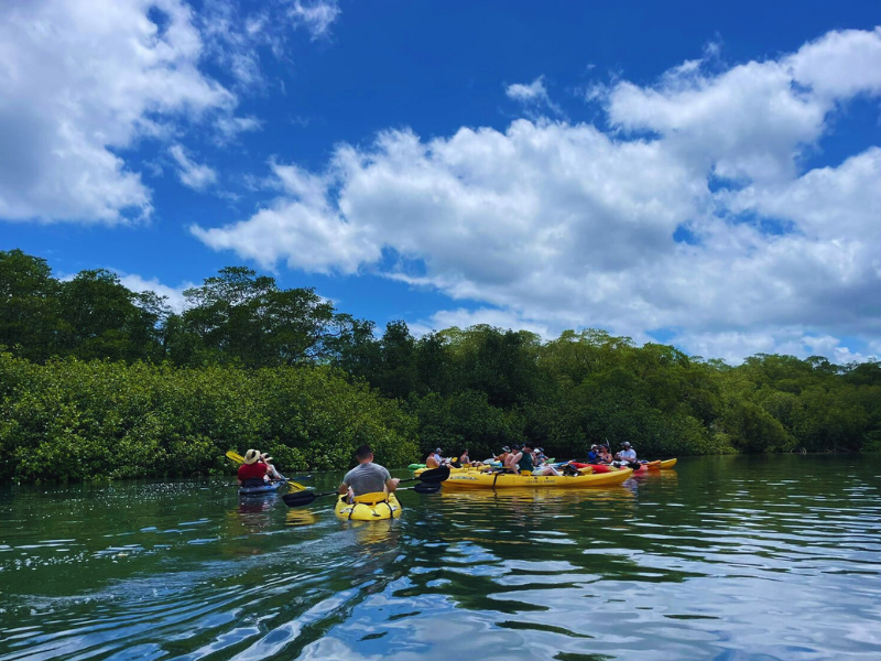 kayak tour service in tamarindo guanacaste