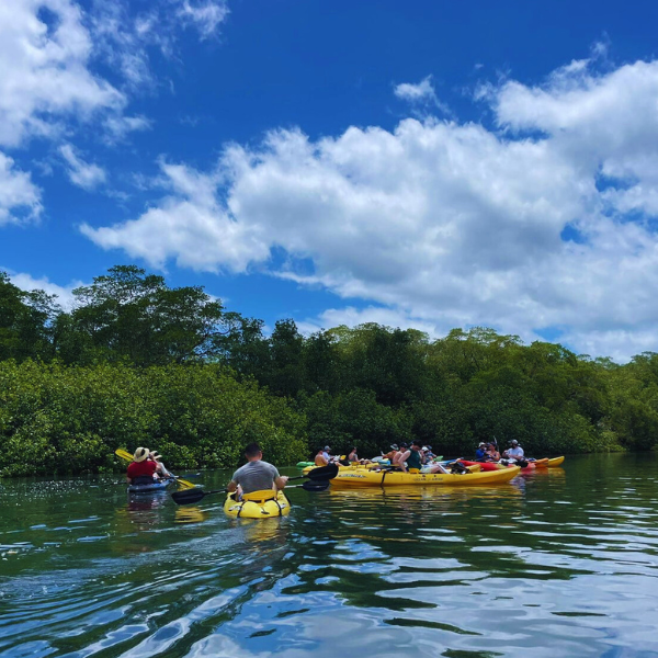 kayak tour service in tamarindo guanacaste