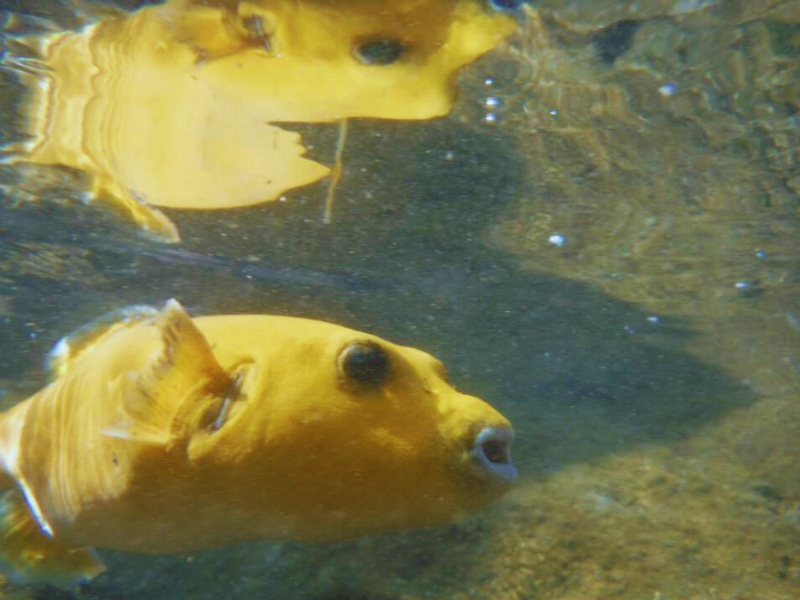Kayak – Snorkel Capitan Island in playa tamarindo