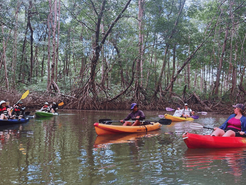 mangroove tour kayak in tamarindo